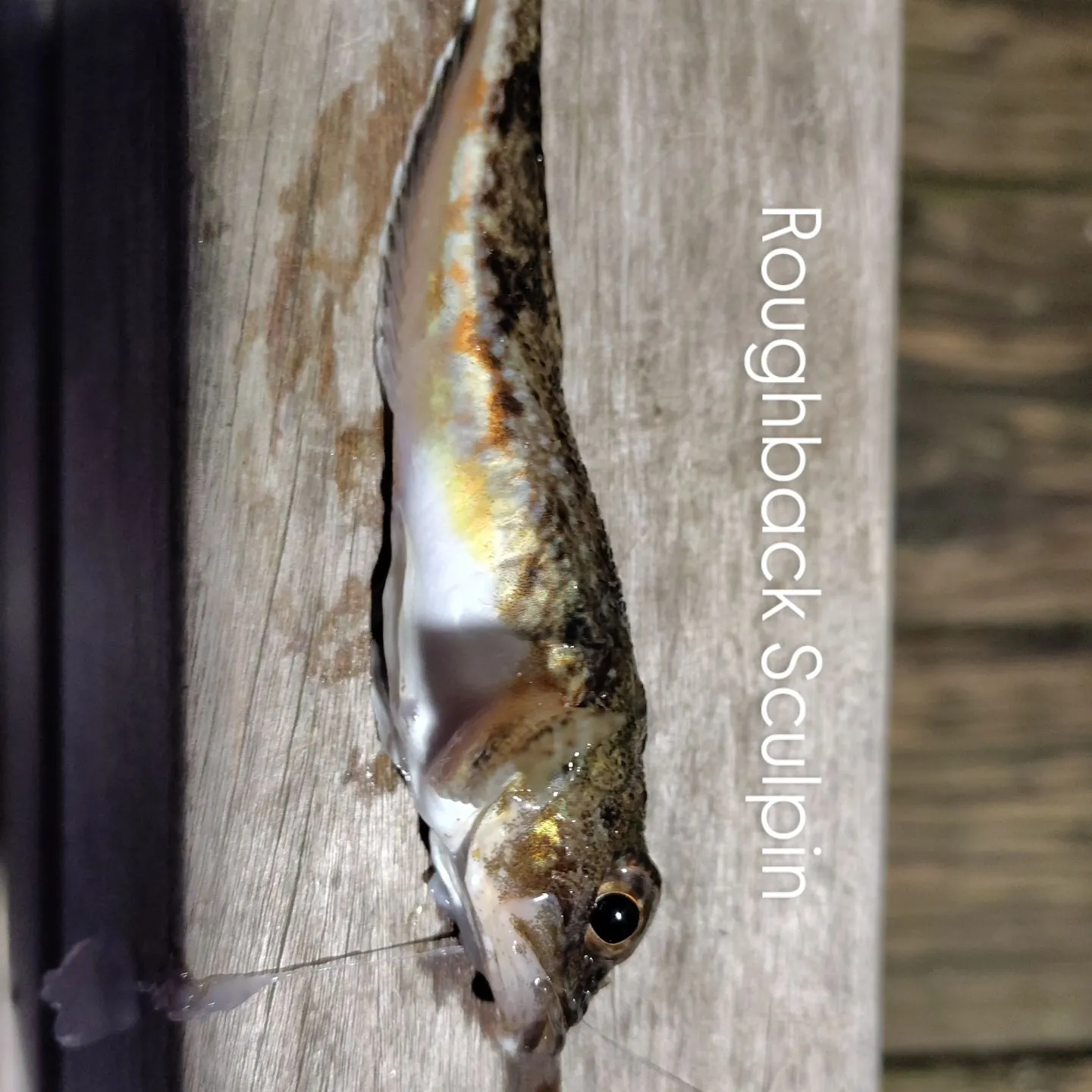 The most recent Roughback sculpin catches on Fishbrain