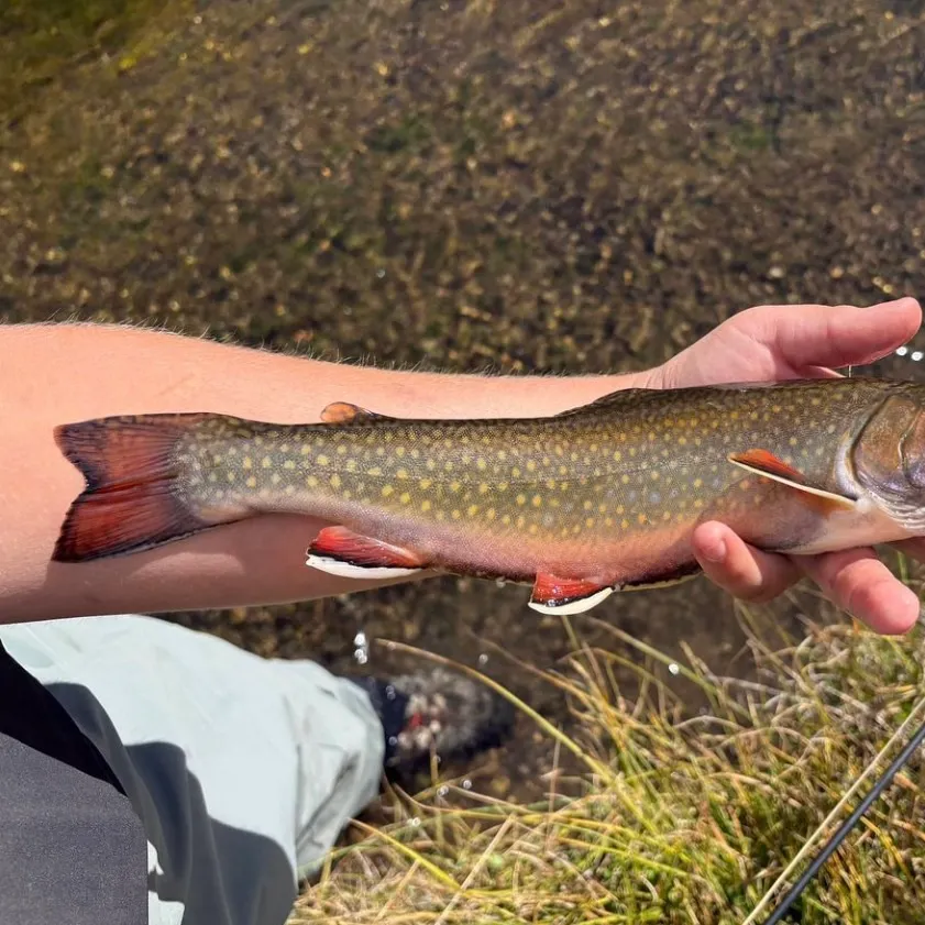 Brook trout caught on Fishbrain