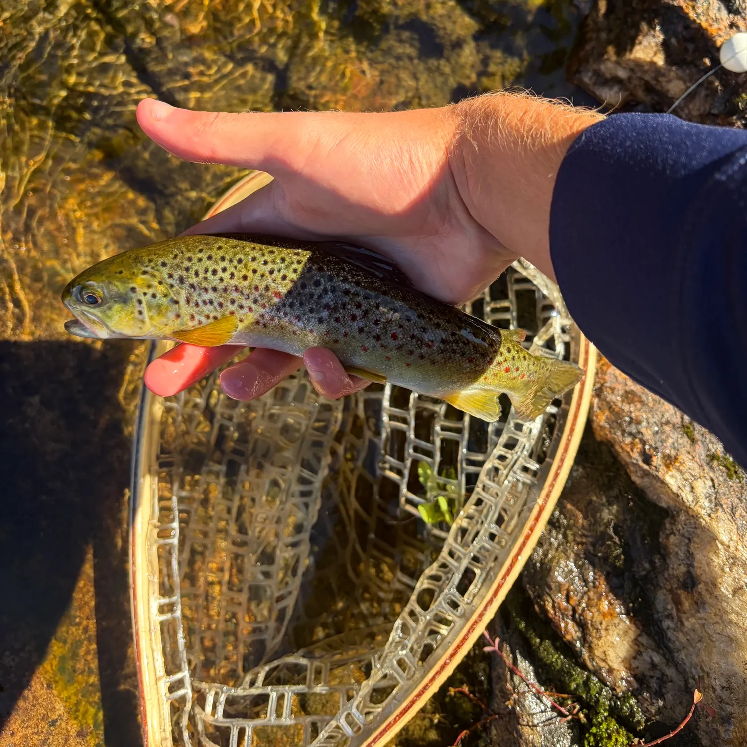 Brown trout caught on Fishbrain