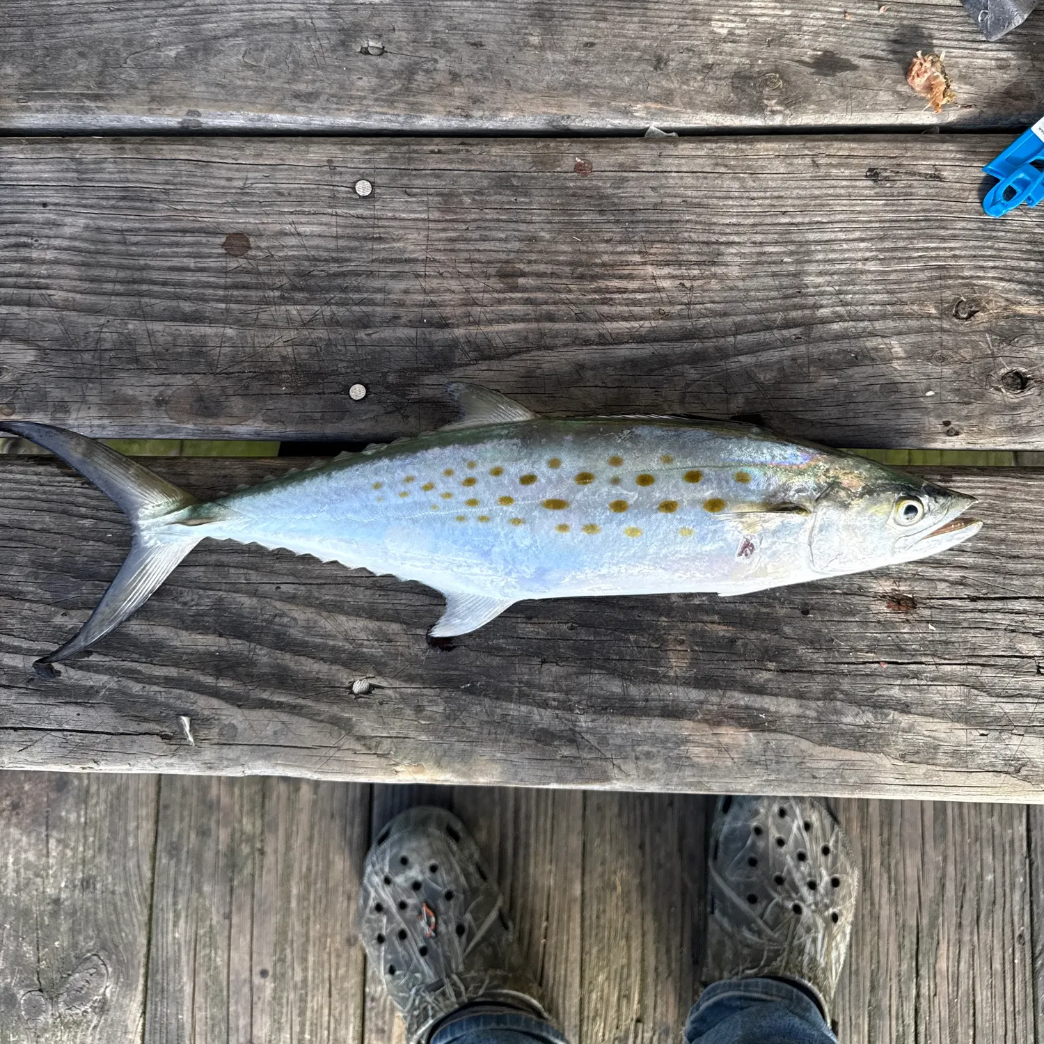 Spanish mackerel caught on Fishbrain