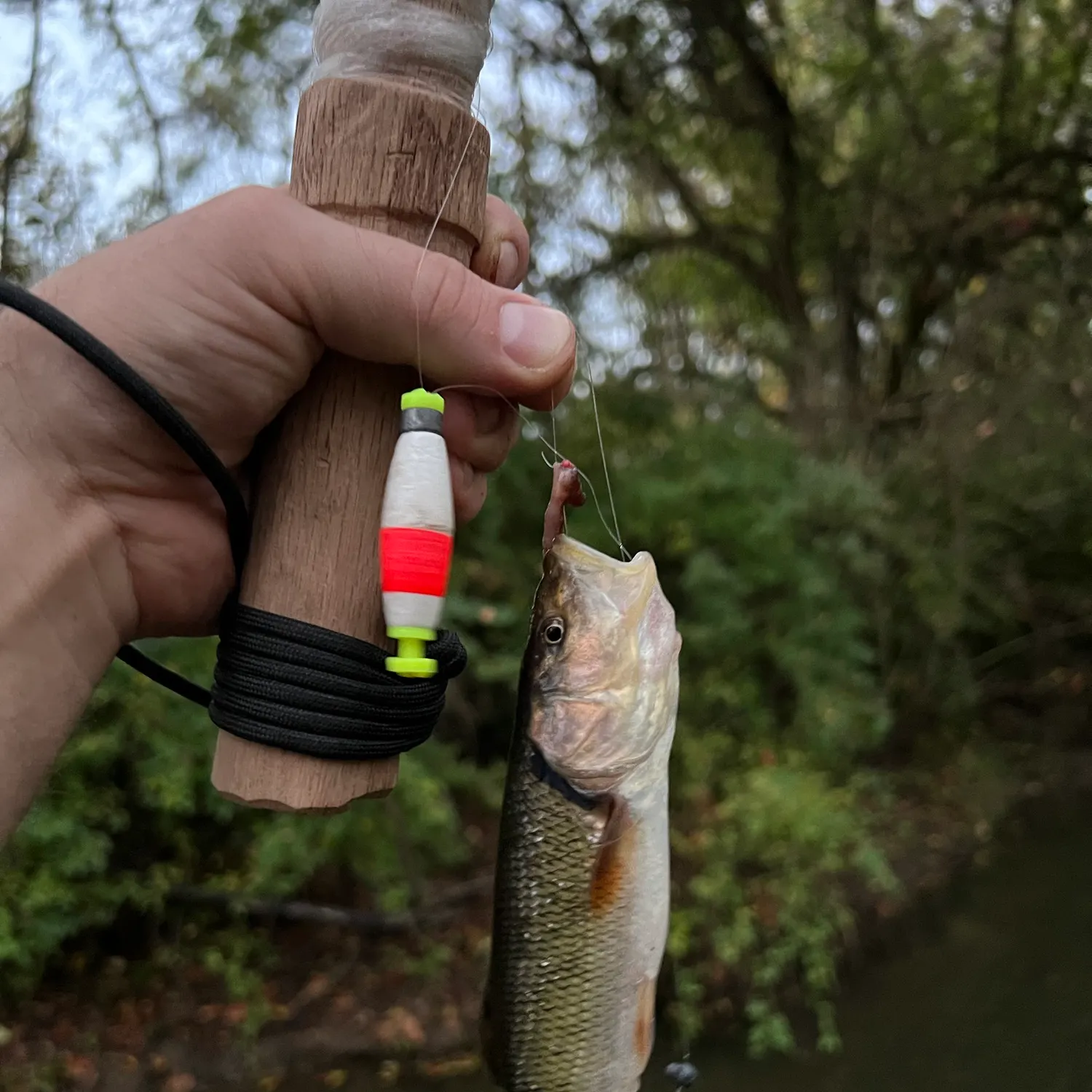 Creek chub caught on Fishbrain