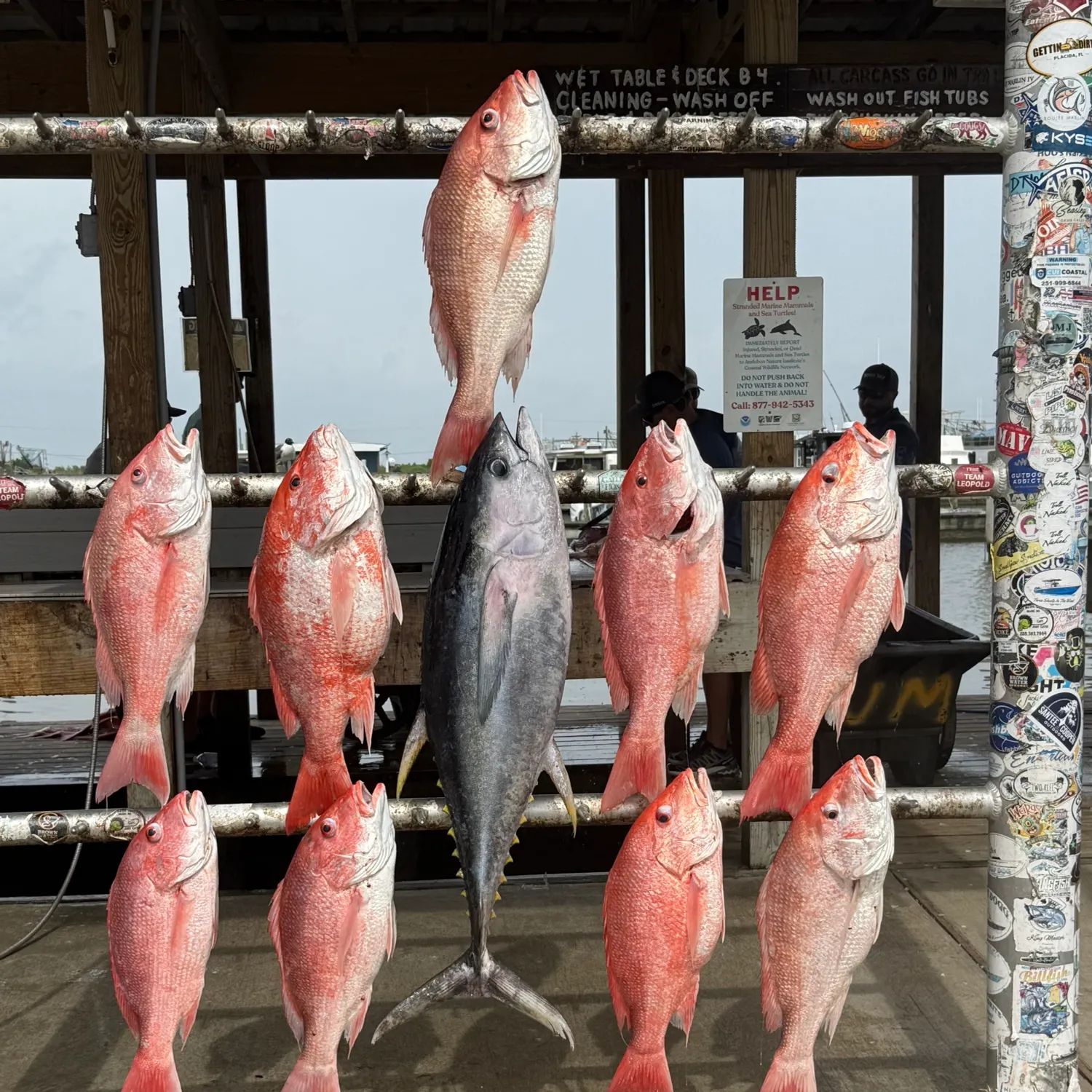 recently logged catches