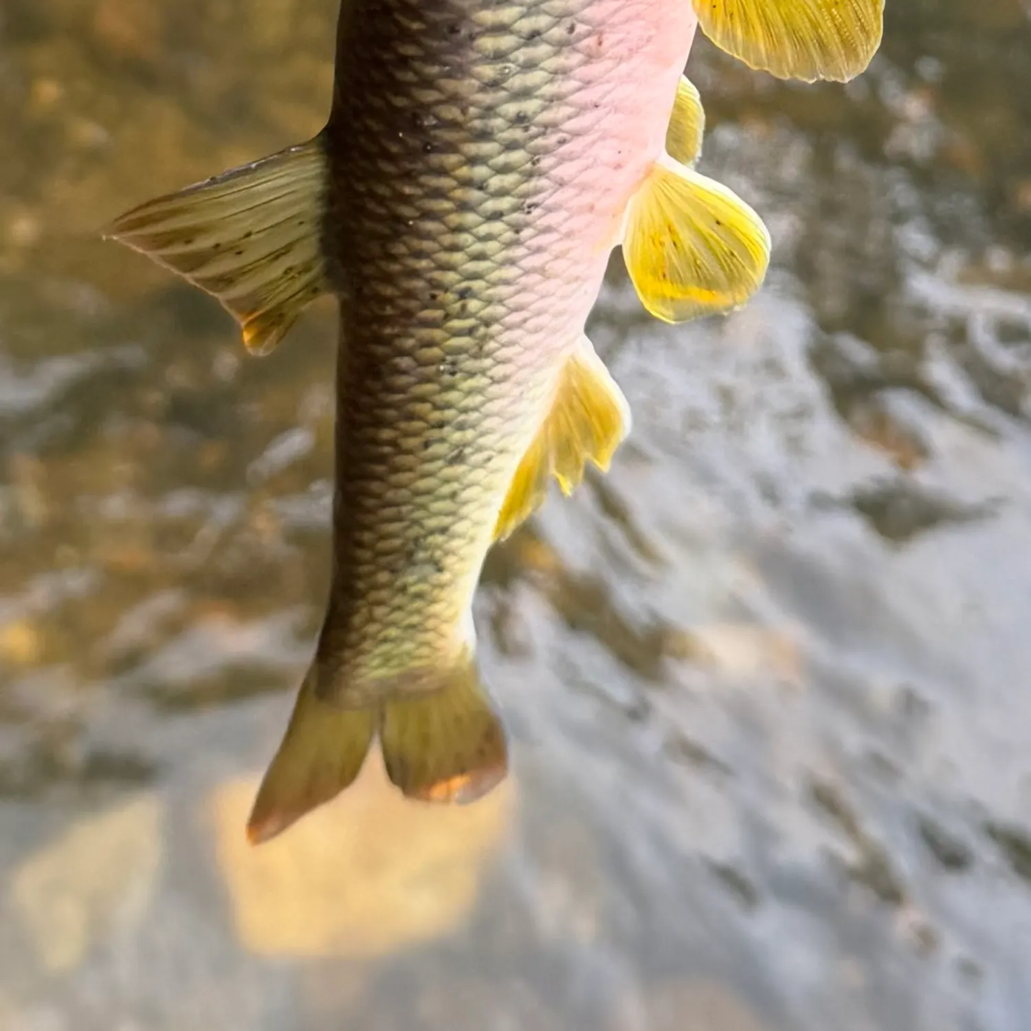 The most recent River chub catches on Fishbrain