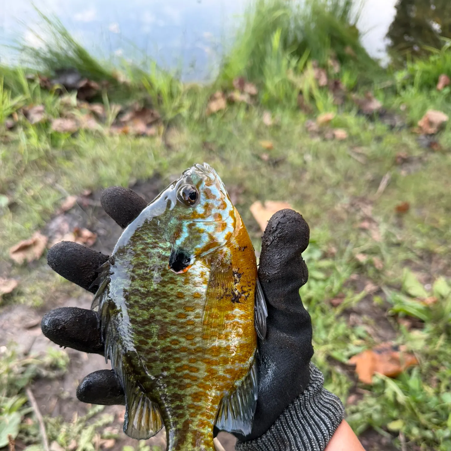 Pumpkinseed caught on Fishbrain