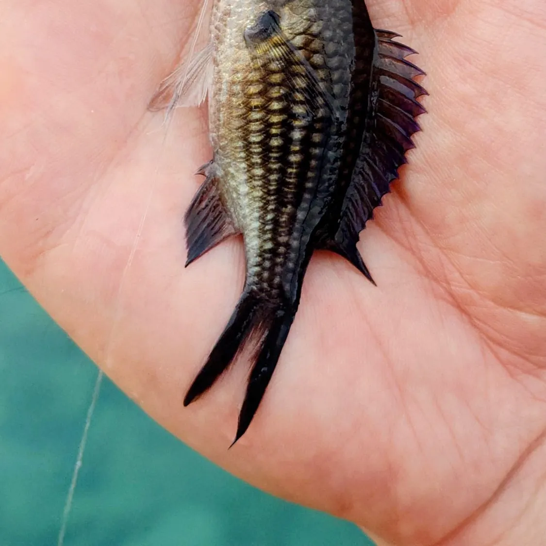 The most recent Mediterranean chromis catches on Fishbrain