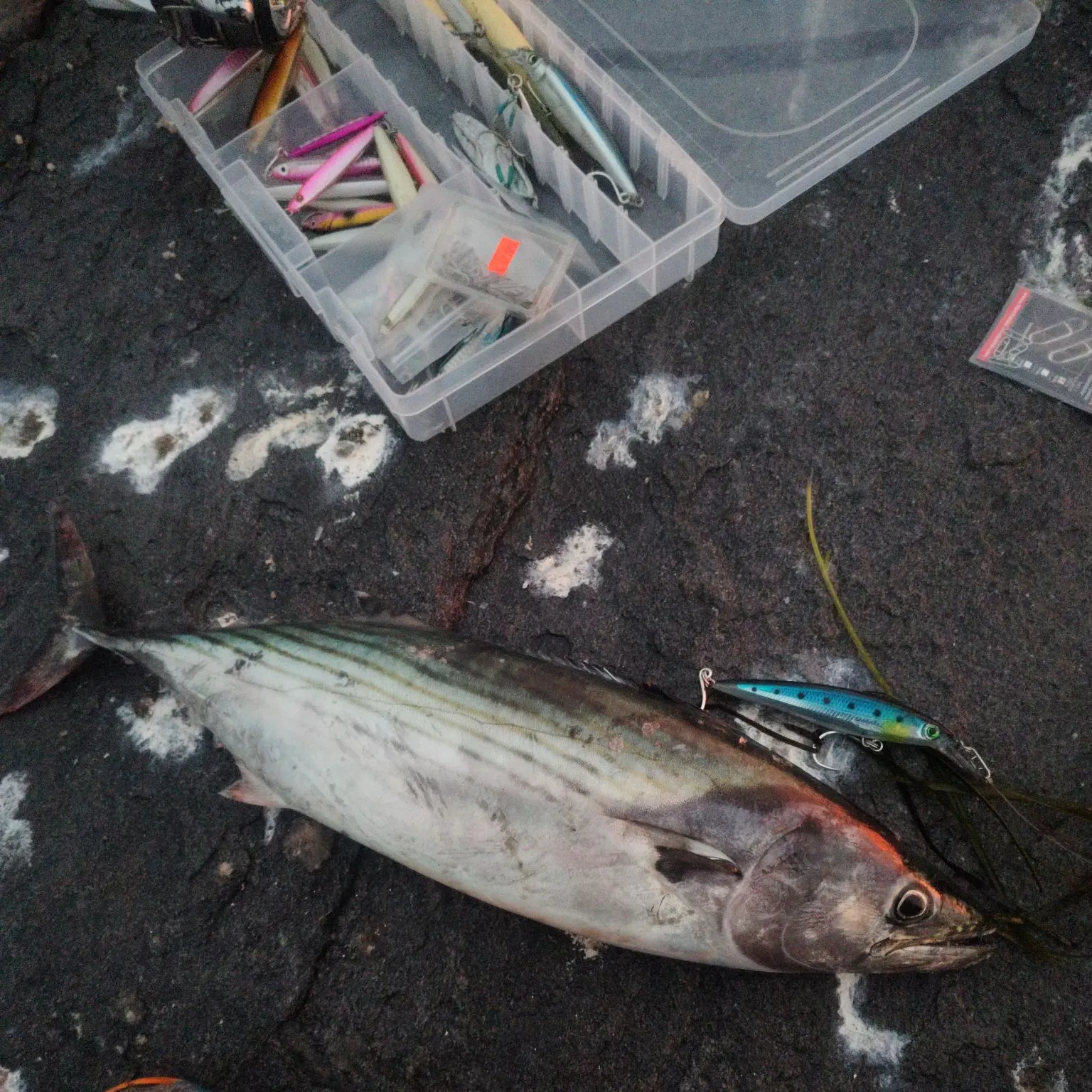 Atlantic bonito caught on Fishbrain