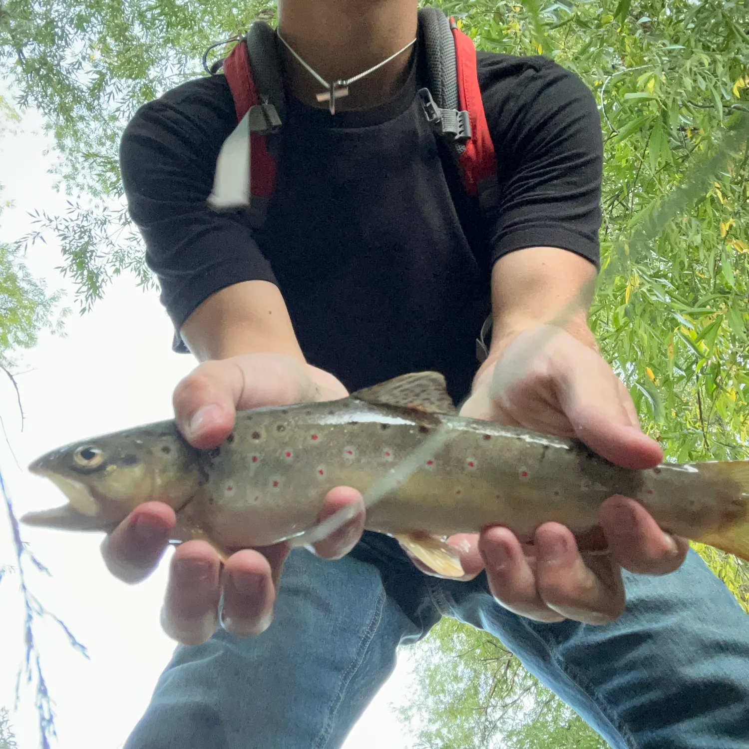 Rainbow trout caught on Fishbrain
