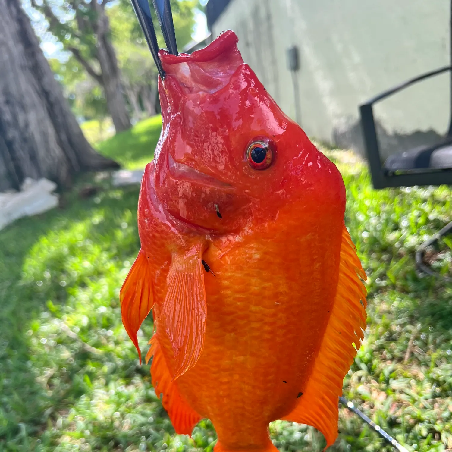 The most recent Redbreast sunfish catches on Fishbrain