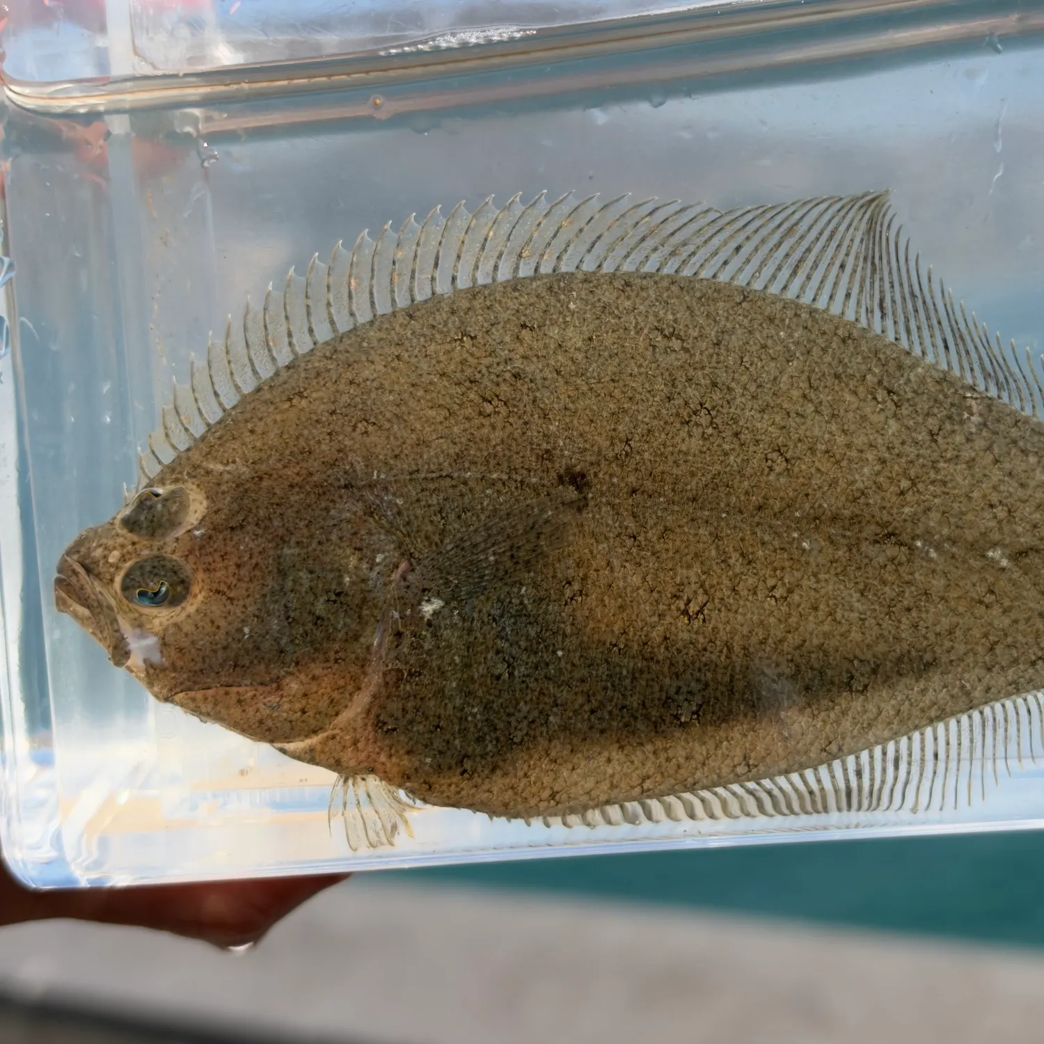 Speckled sanddab caught on Fishbrain