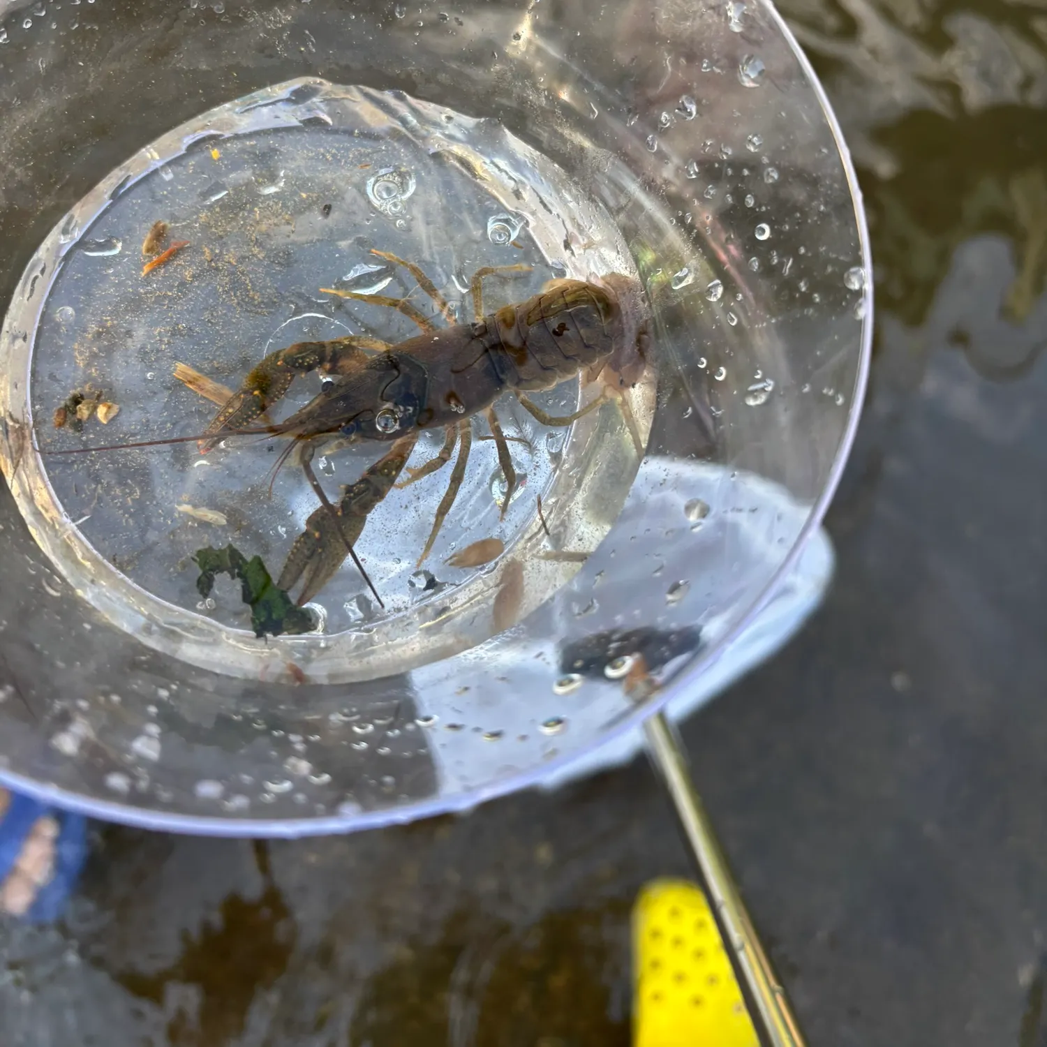 The most recent White River crayfish catches on Fishbrain