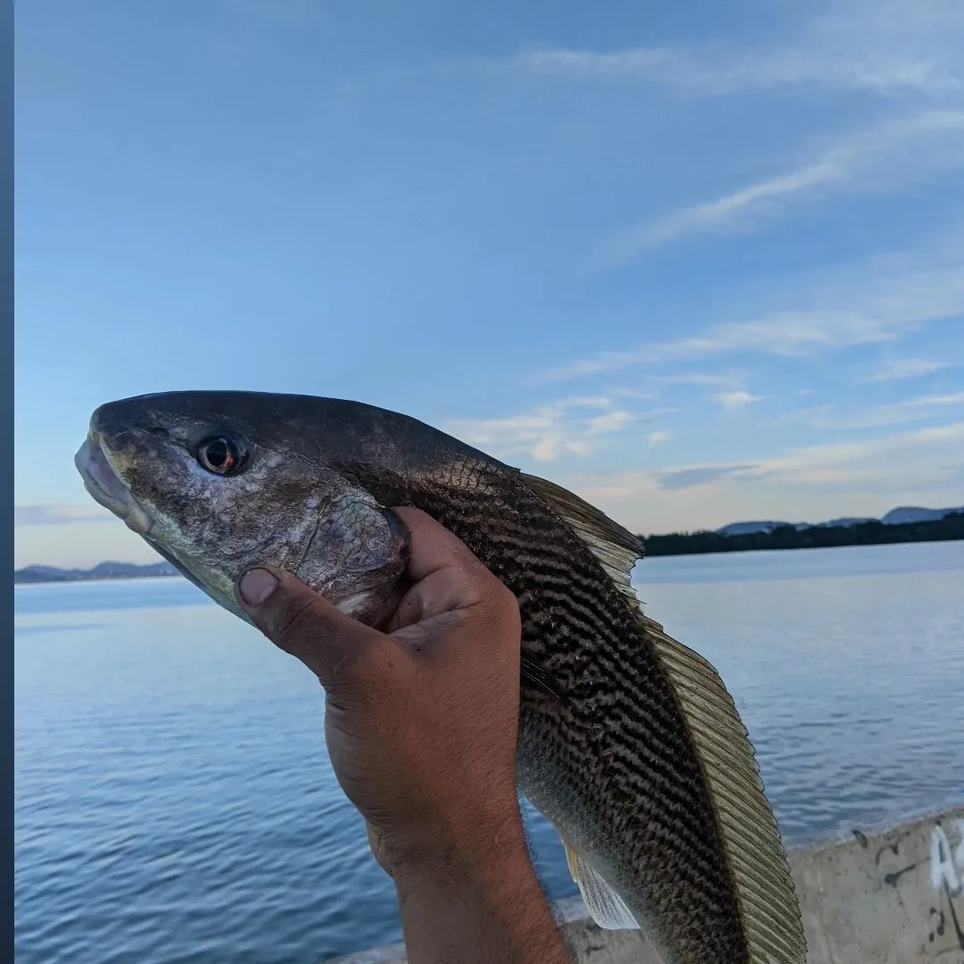 Whitemouth croaker caught on Fishbrain