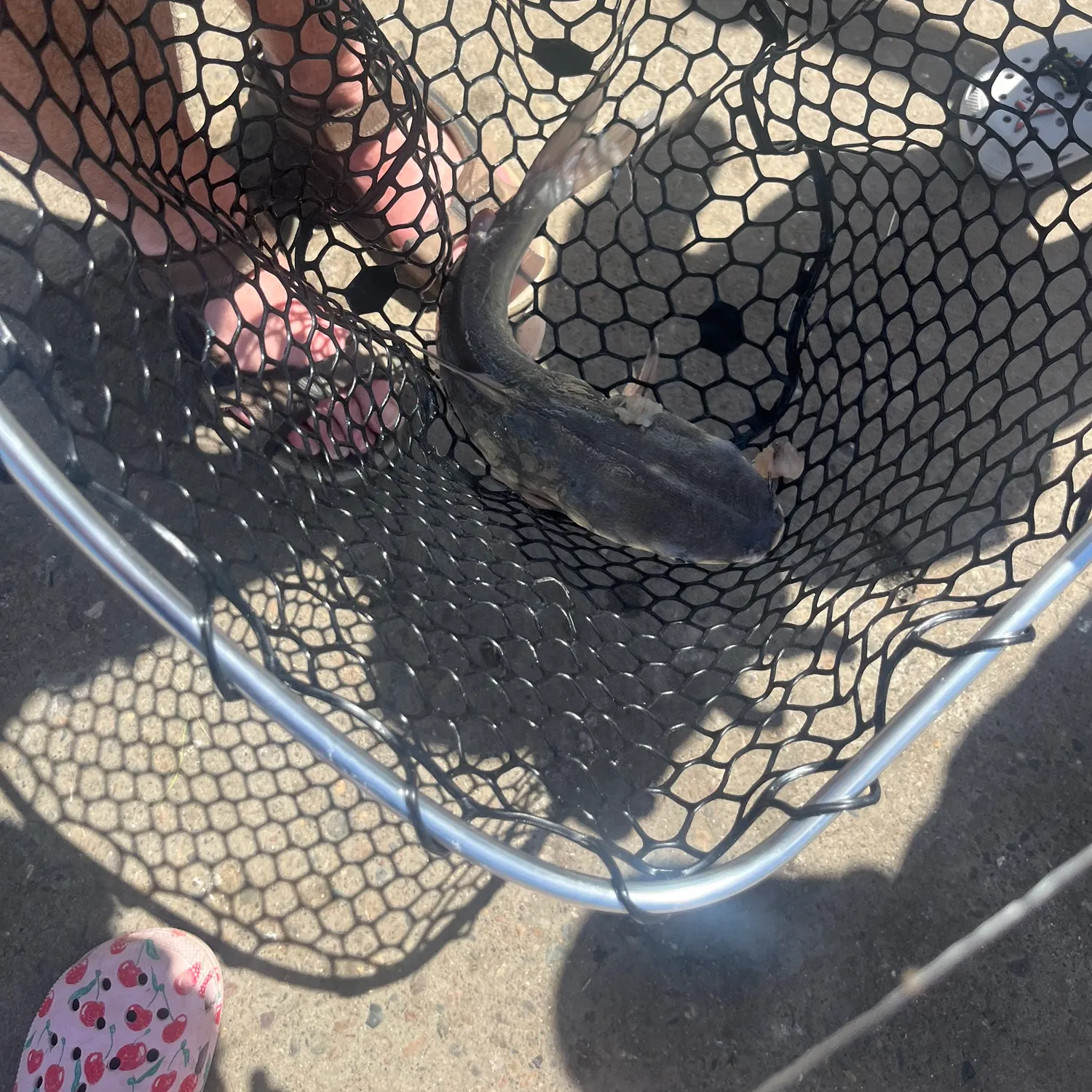 The most recent Blue salmon catfish catches on Fishbrain