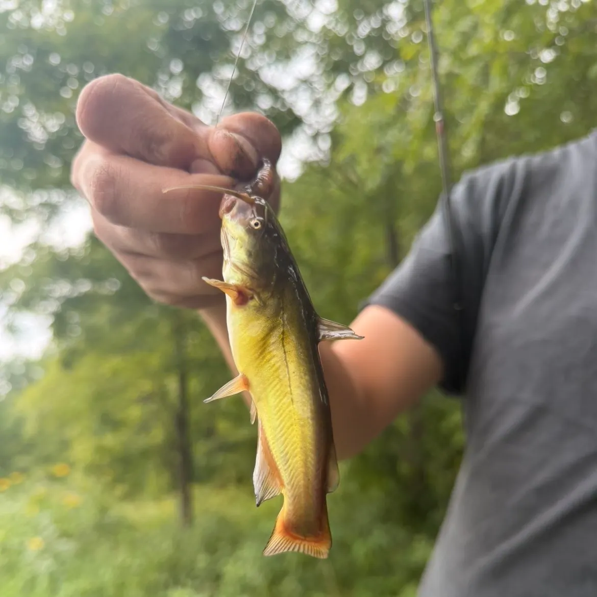 Yellow bullhead caught on Fishbrain