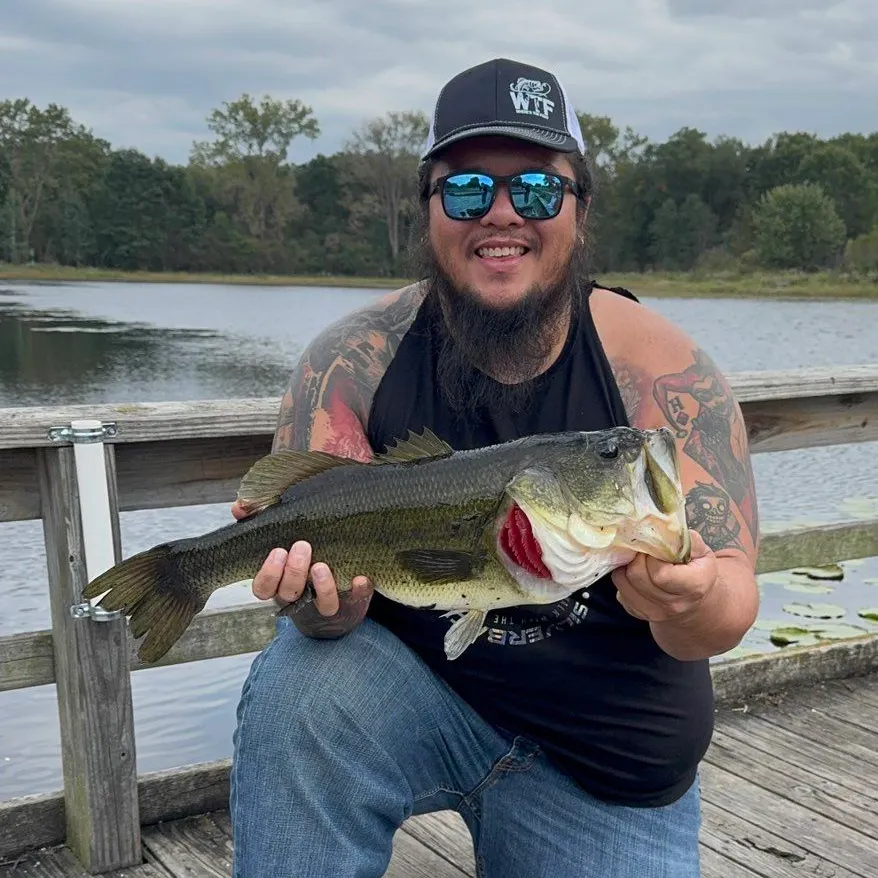 Largemouth bass caught on Fishbrain