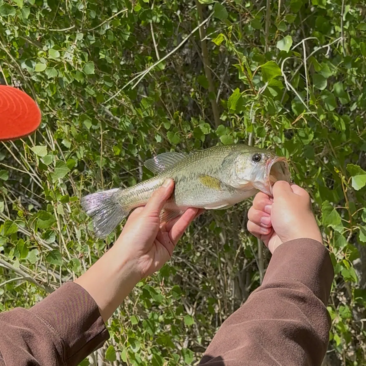 The most recent Spotted bass catches on Fishbrain