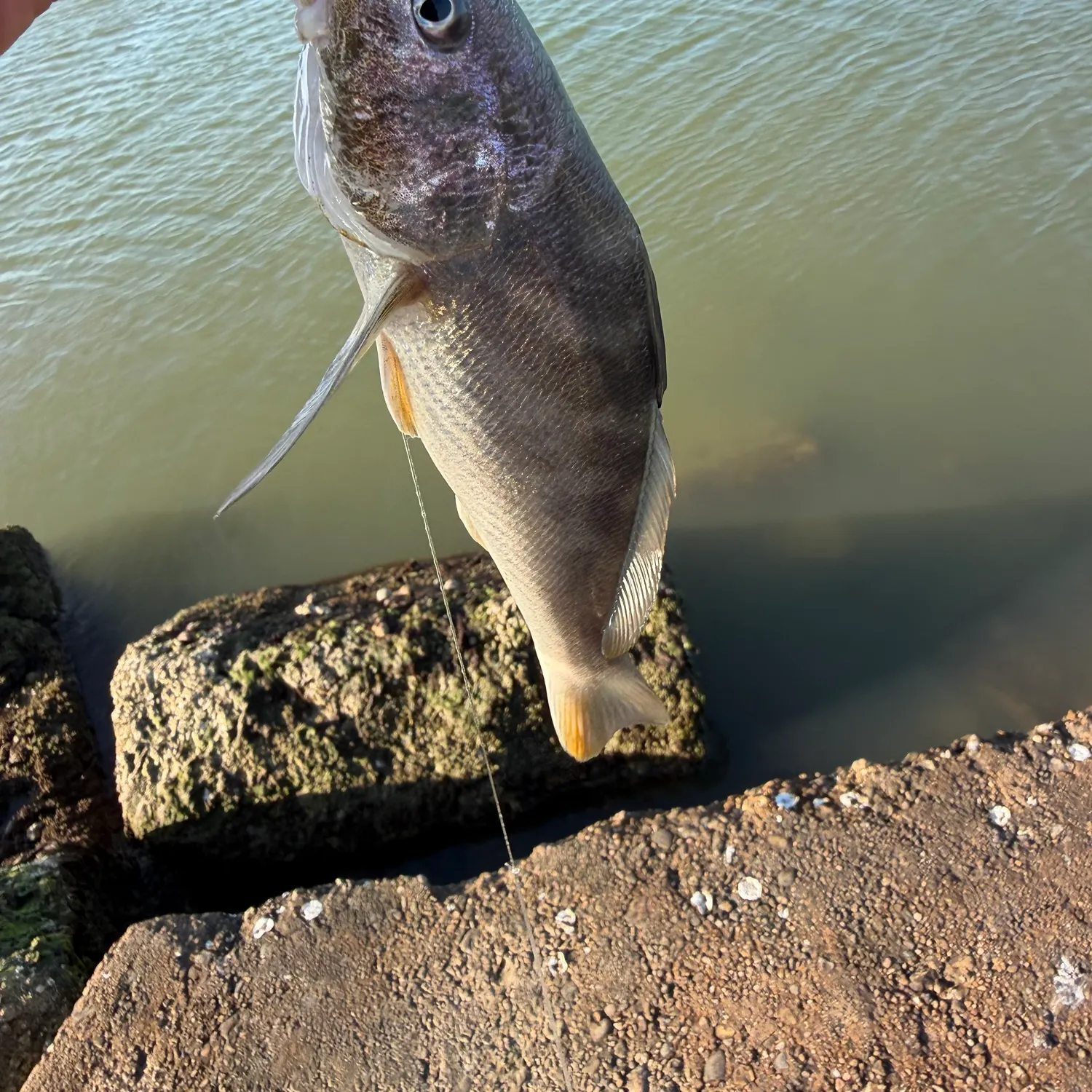 The most recent Southern kingcroaker catches on Fishbrain