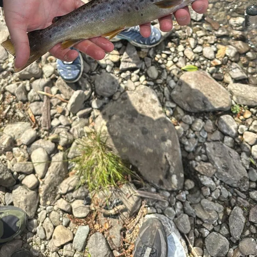 Brown trout caught on Fishbrain