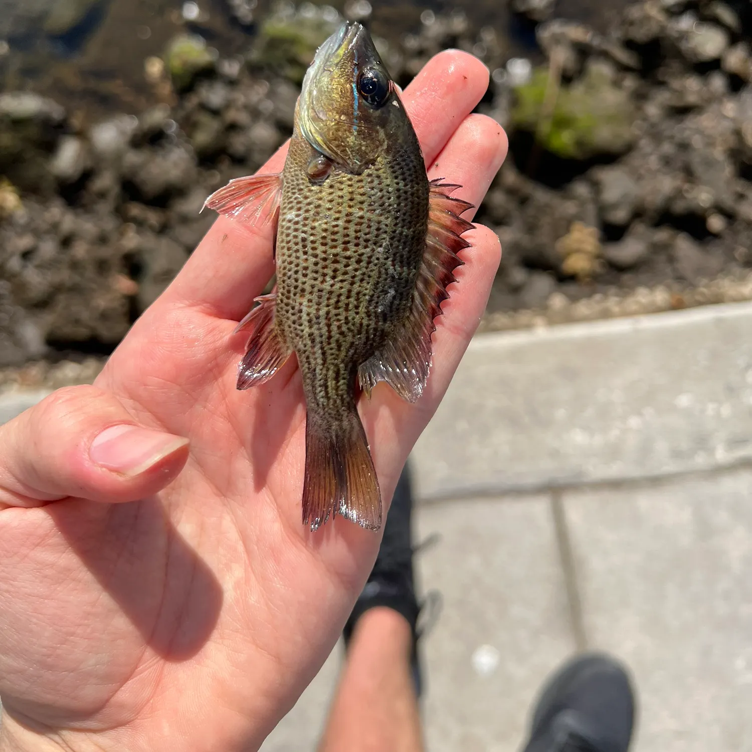 The most recent Mangrove snapper catches on Fishbrain