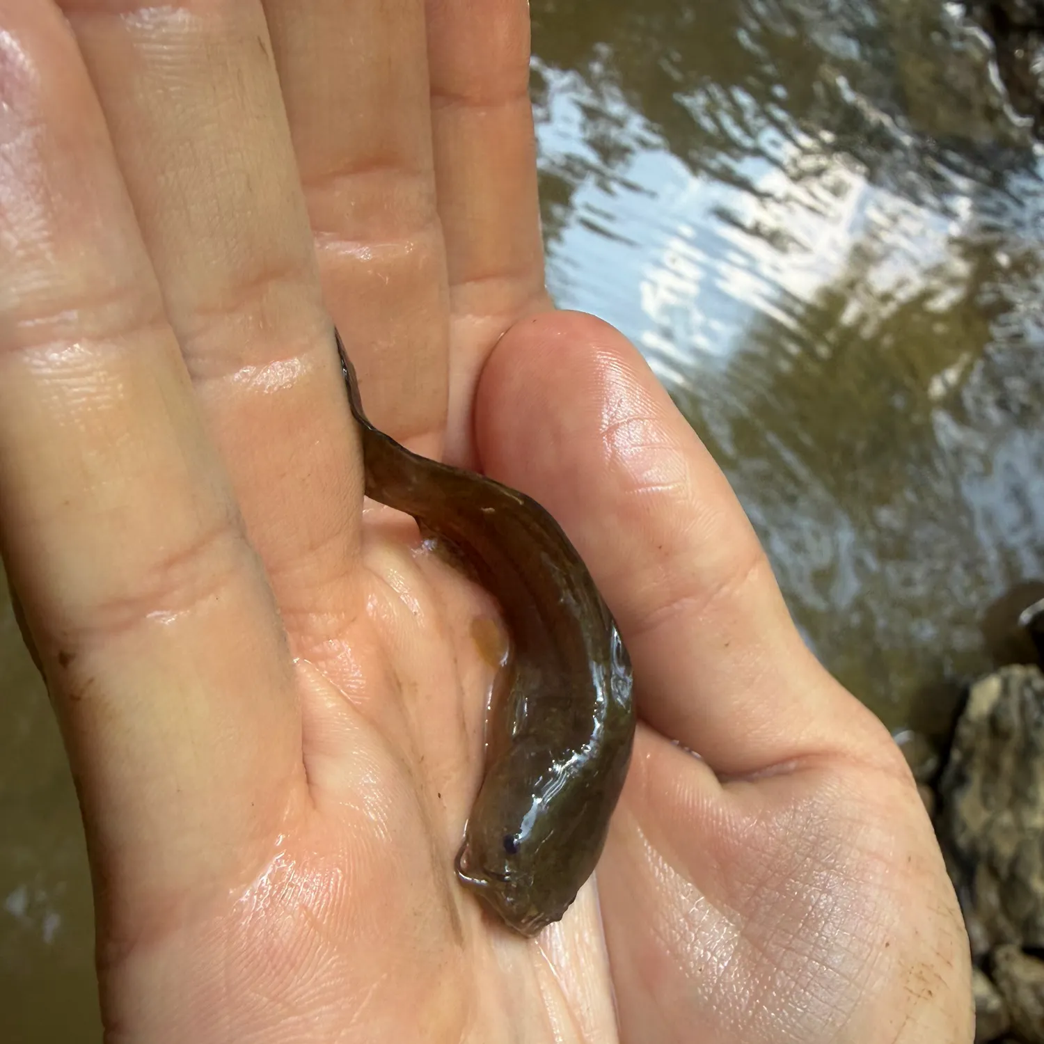 The most recent Tadpole madtom catches on Fishbrain