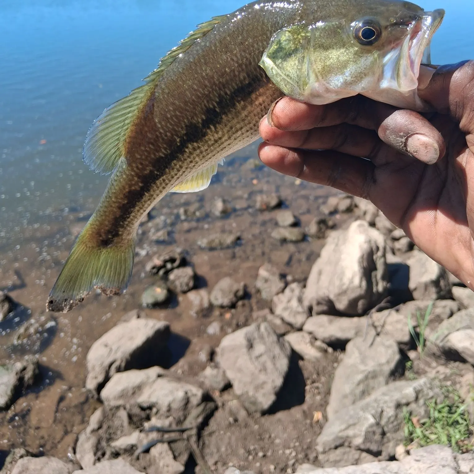 Spotted bass caught on Fishbrain