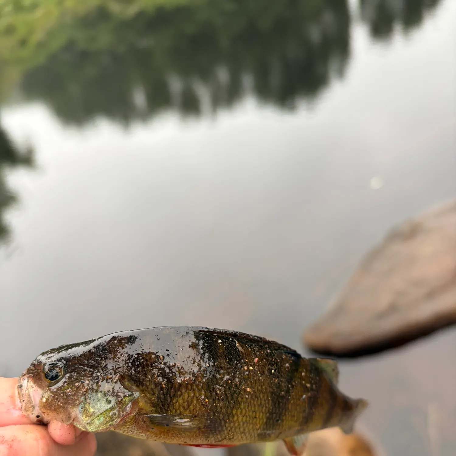 Yellow perch caught on Fishbrain