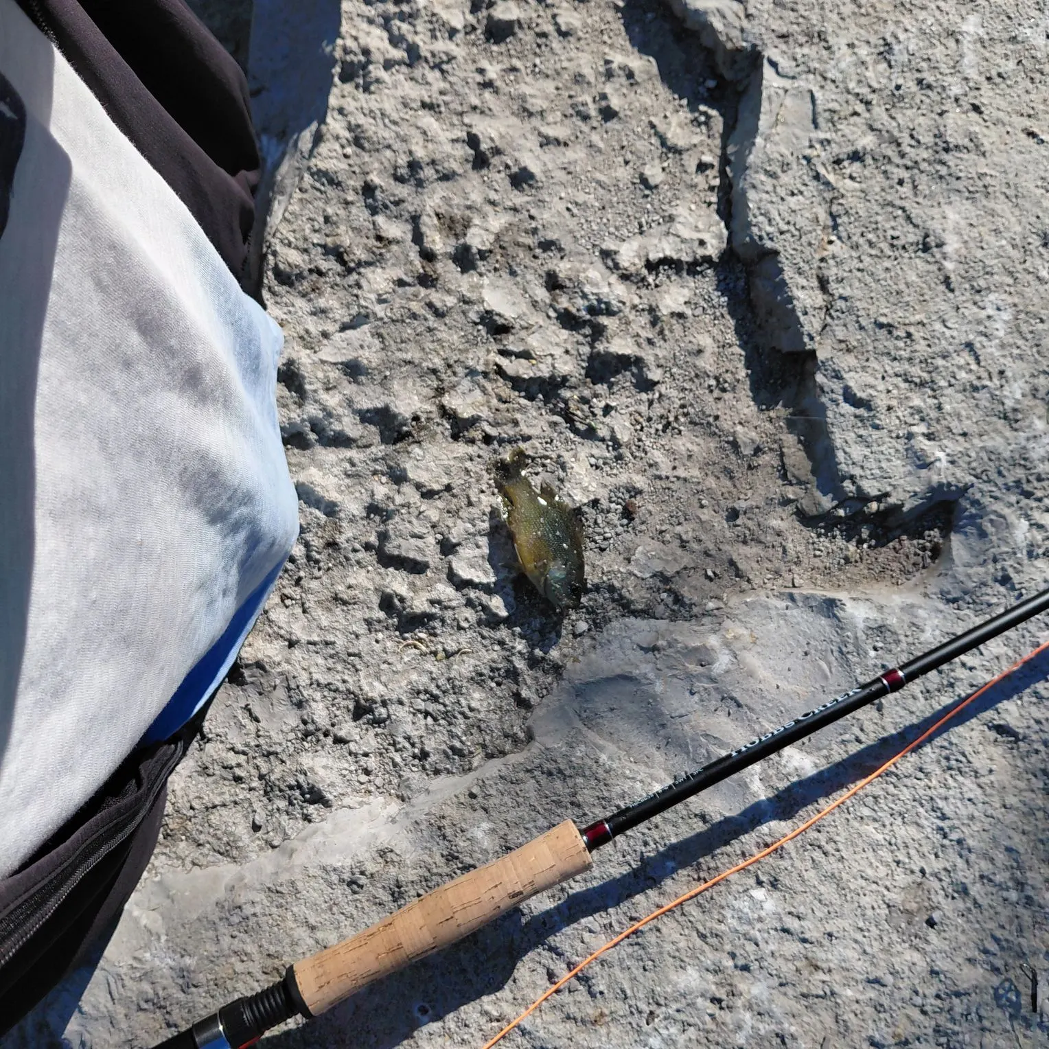 The most recent Green sunfish catches on Fishbrain