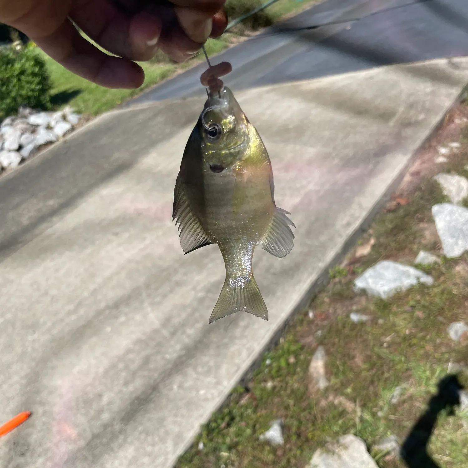 Bluegill caught on Fishbrain