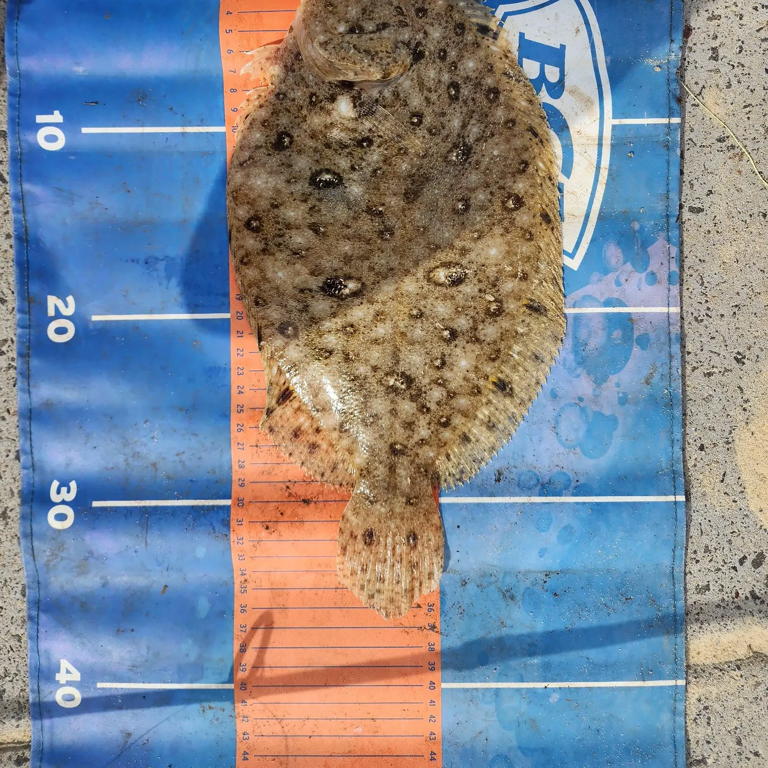 The most recent Largetooth flounder catches on Fishbrain