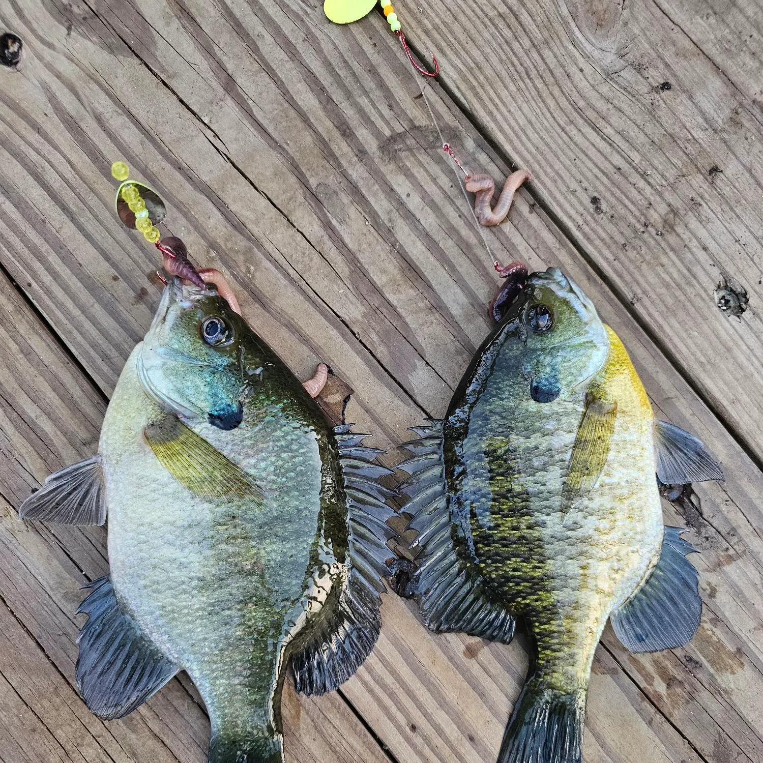 Bluegill caught on Fishbrain