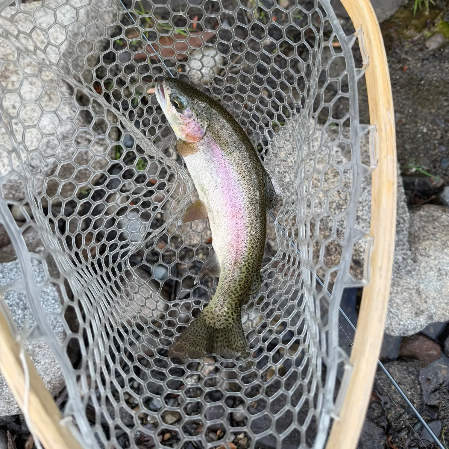 Rainbow trout caught on Fishbrain