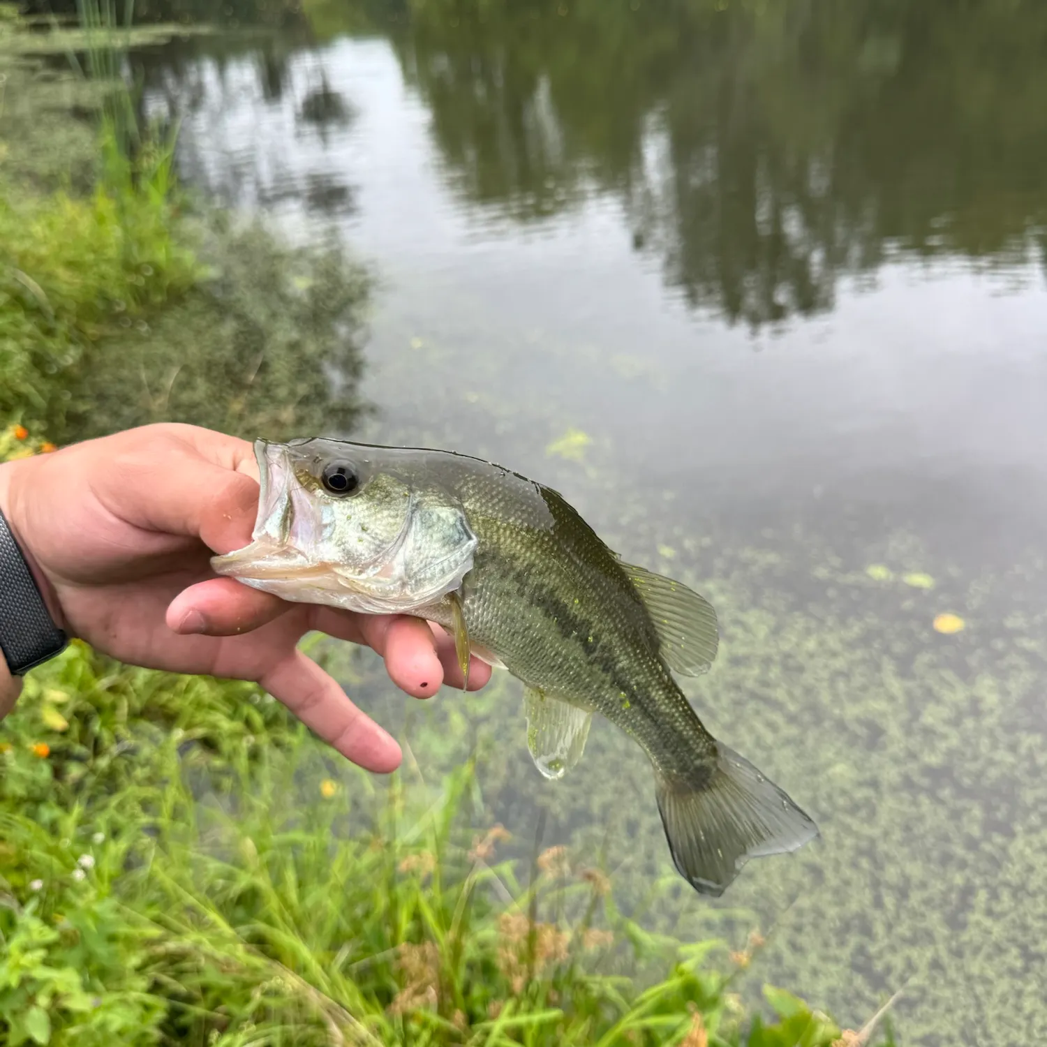 Largemouth bass caught on Fishbrain