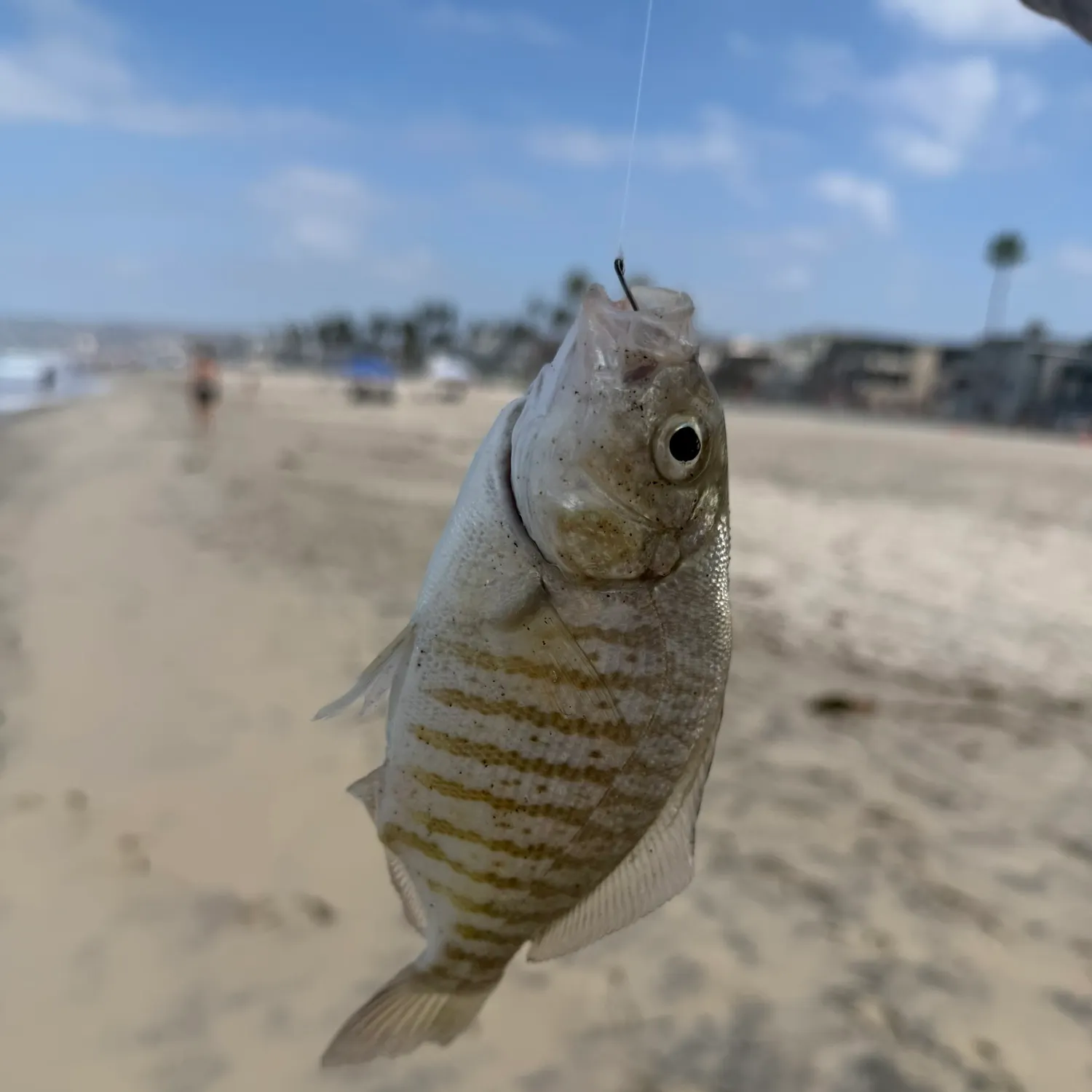Barred surfperch caught on Fishbrain