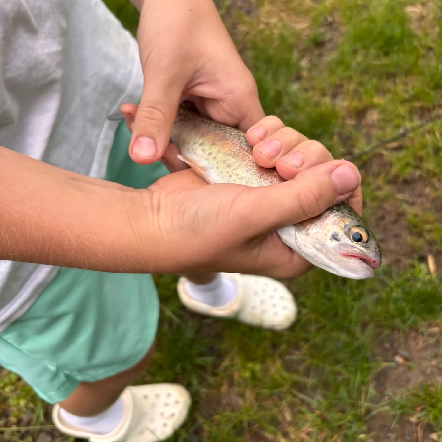 Rainbow trout caught on Fishbrain