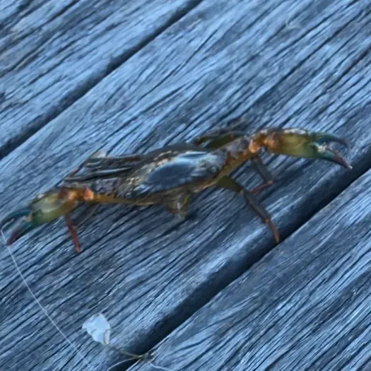 The most recent Giant mud crab catches on Fishbrain