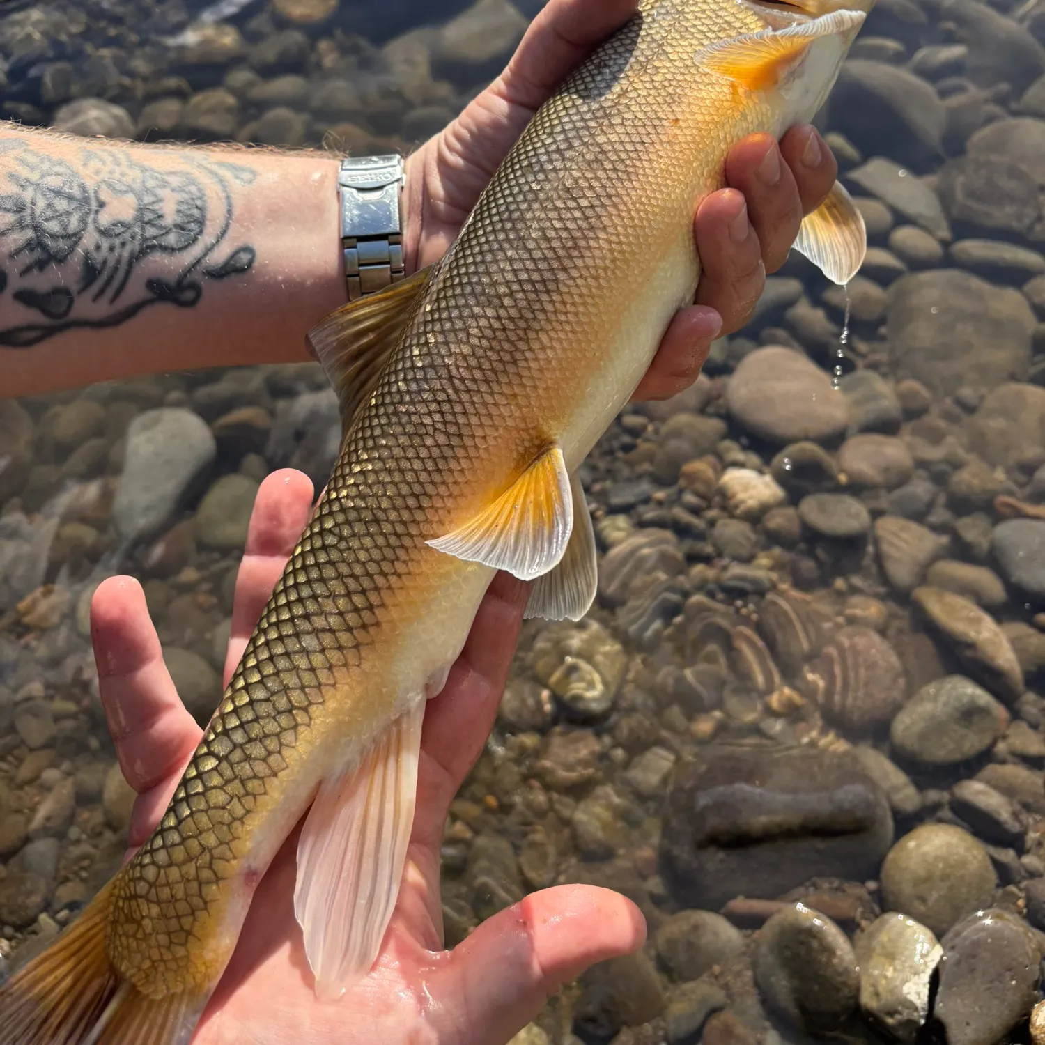 recently logged catches