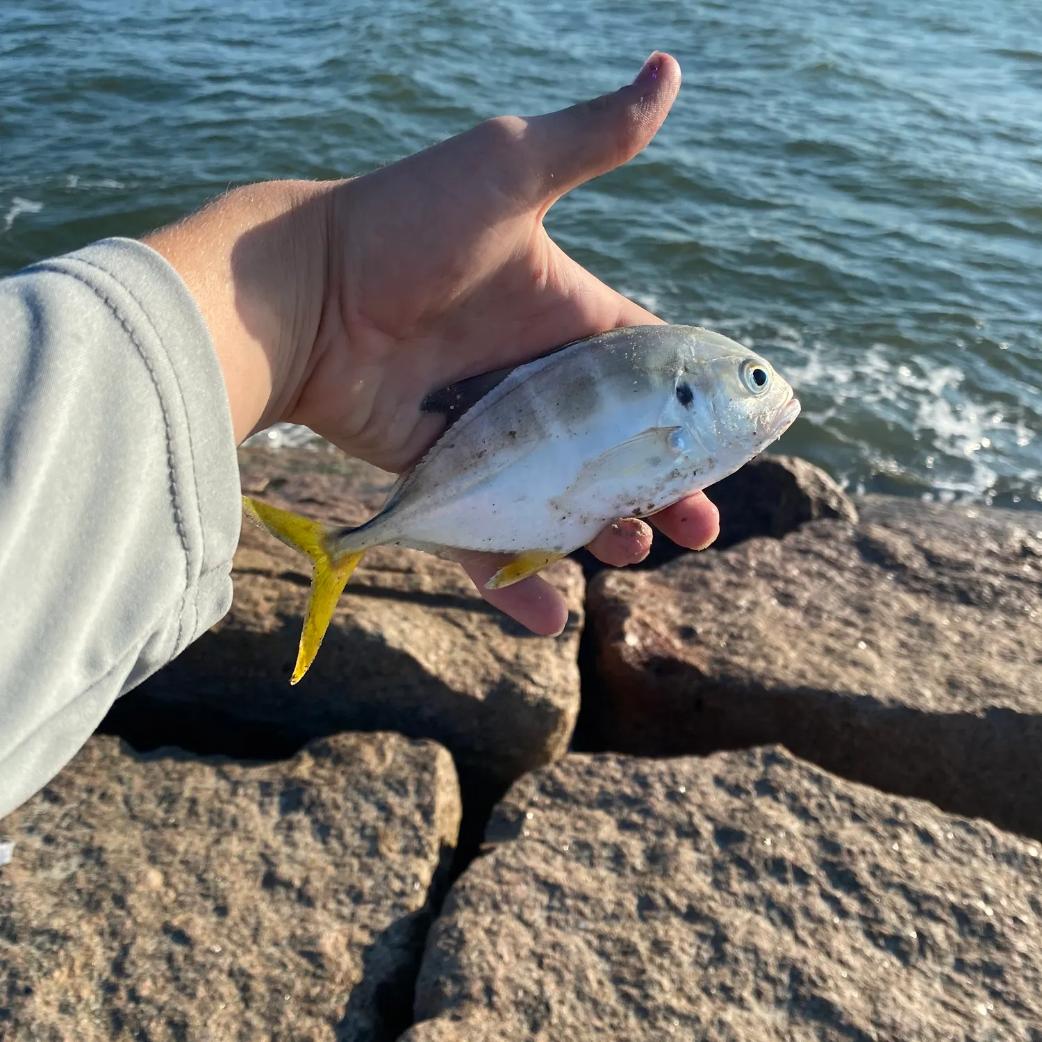 The most recent Crevalle jack catches on Fishbrain