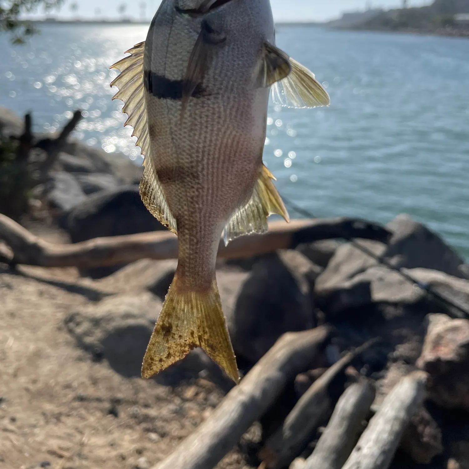 The most recent Spotted head sargo catches on Fishbrain