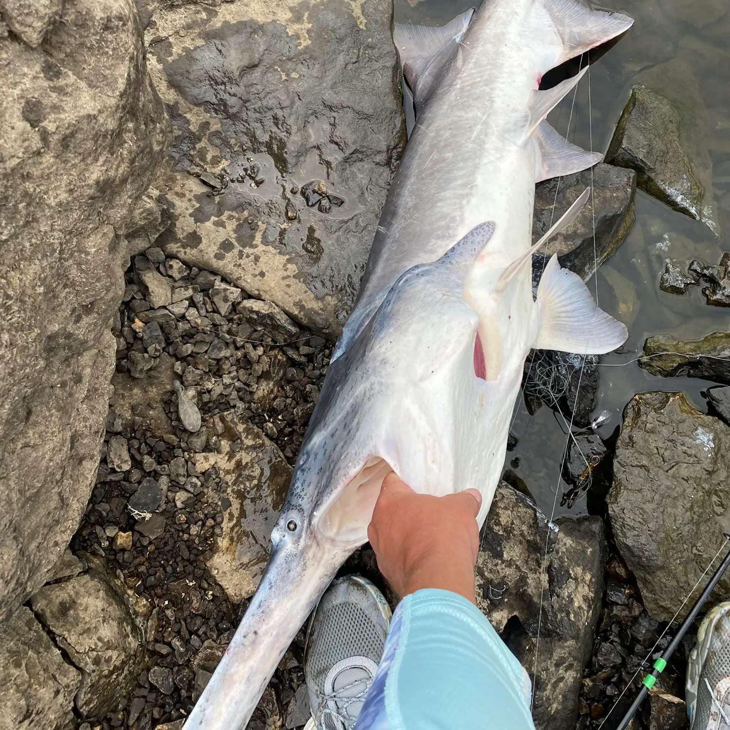 recently logged catches