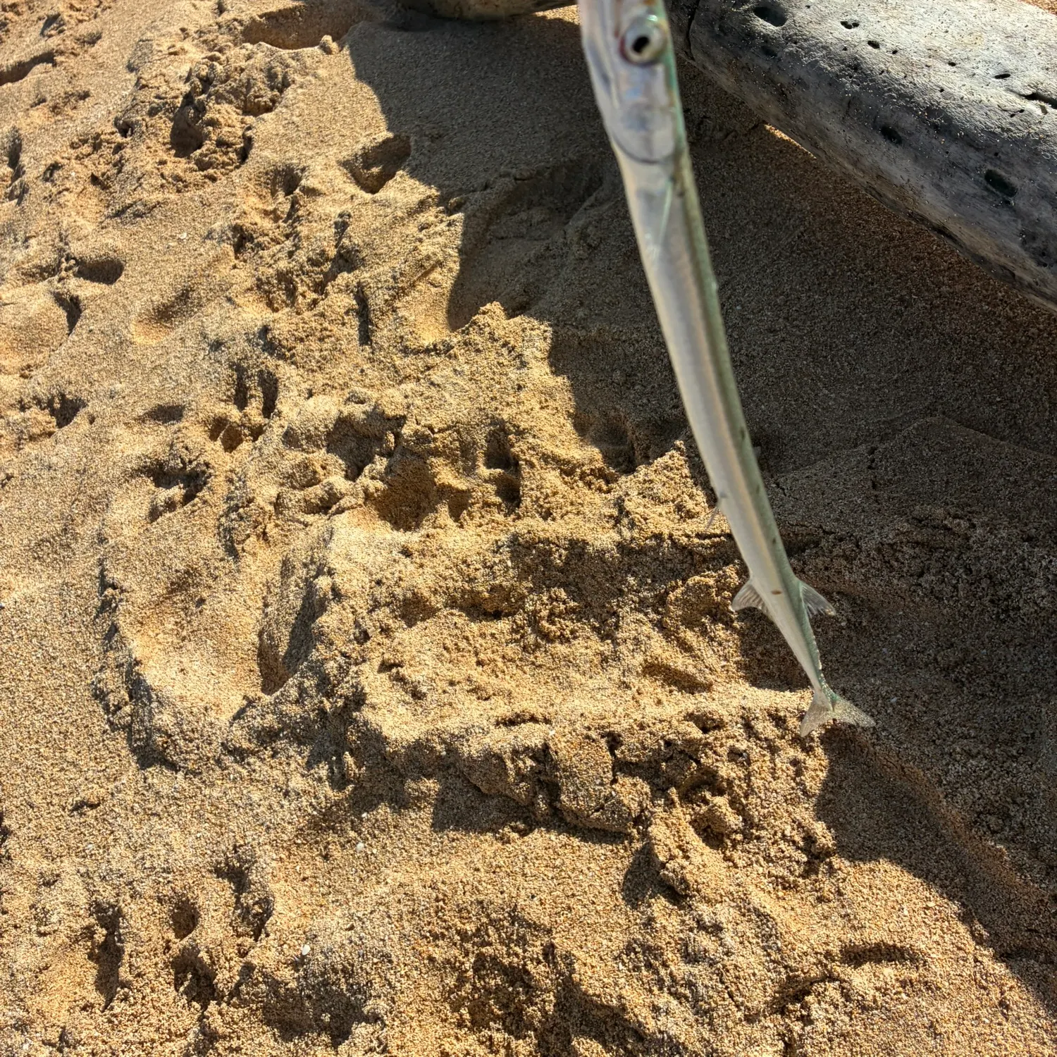 The most recent Hound needlefish catches on Fishbrain