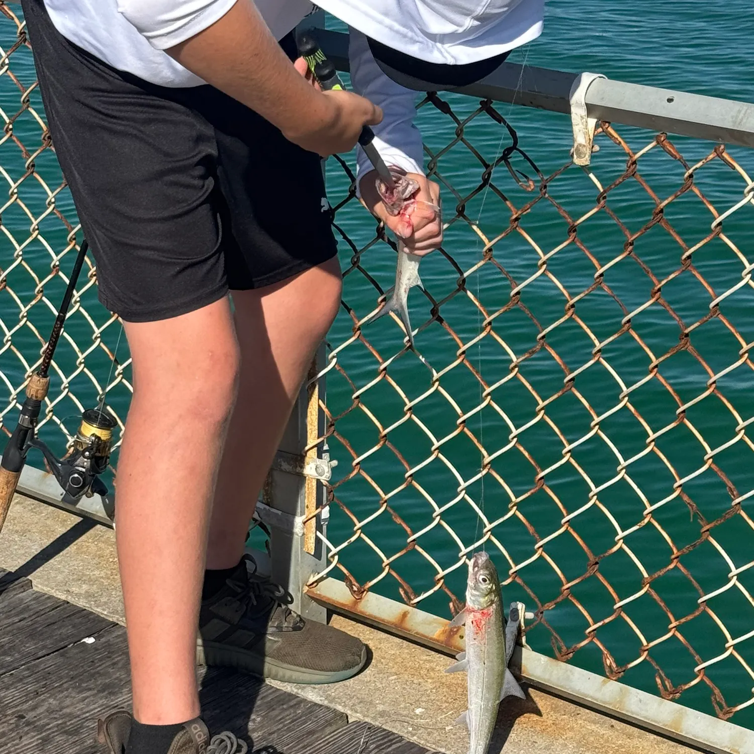 Ladyfish caught on Fishbrain