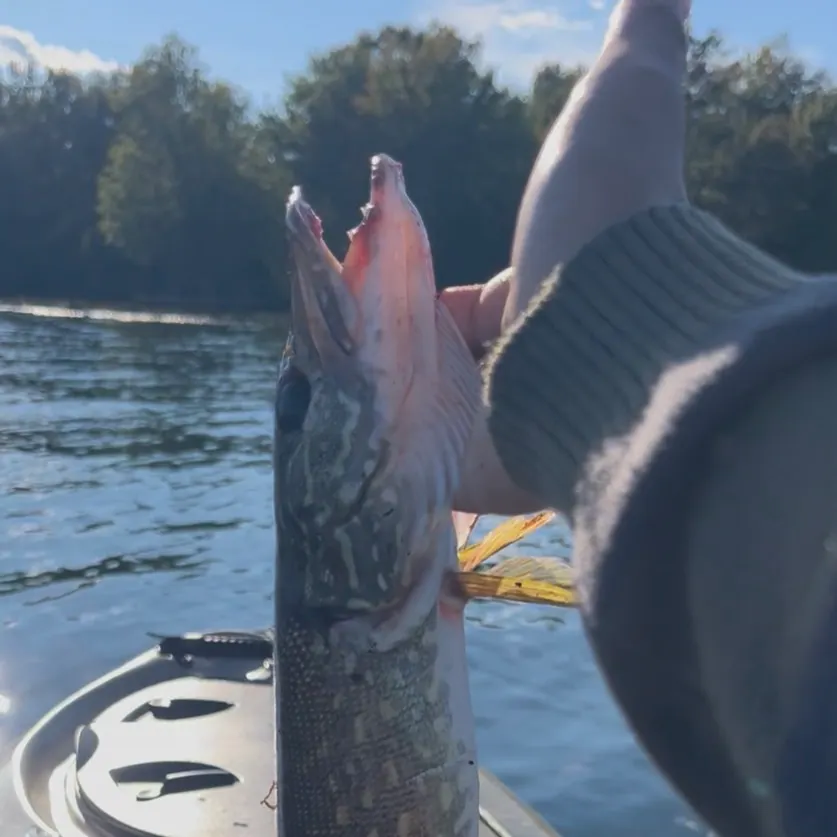 Northern pike caught on Fishbrain