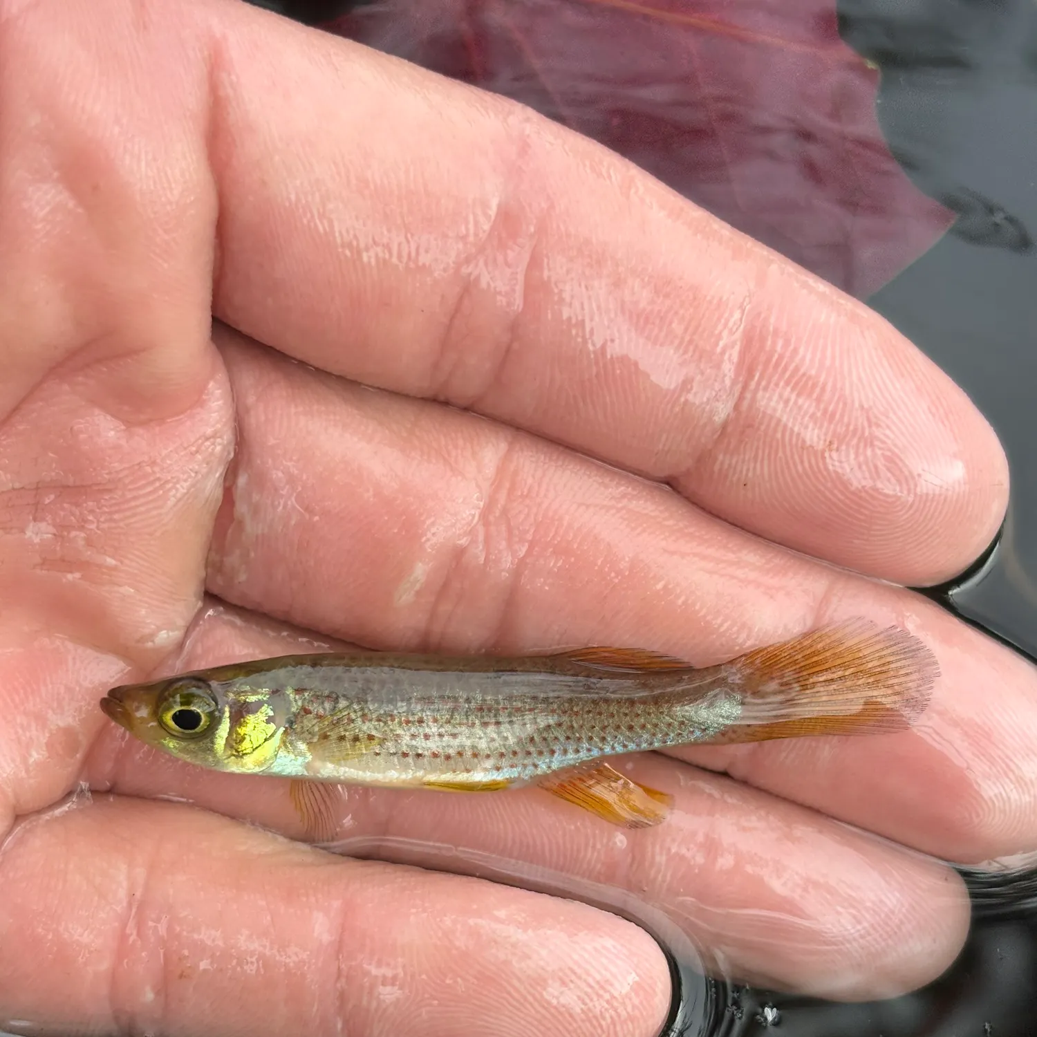 The most recent Russetfin topminnow catches on Fishbrain