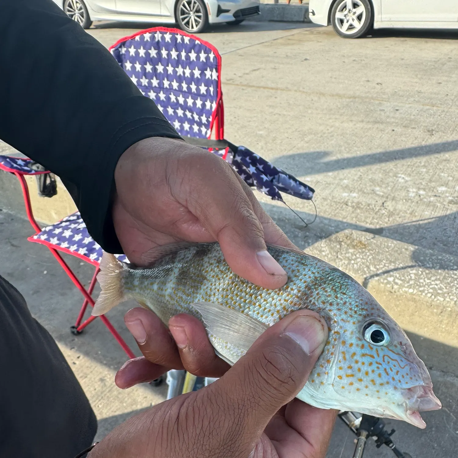 The most recent Pigfish catches on Fishbrain