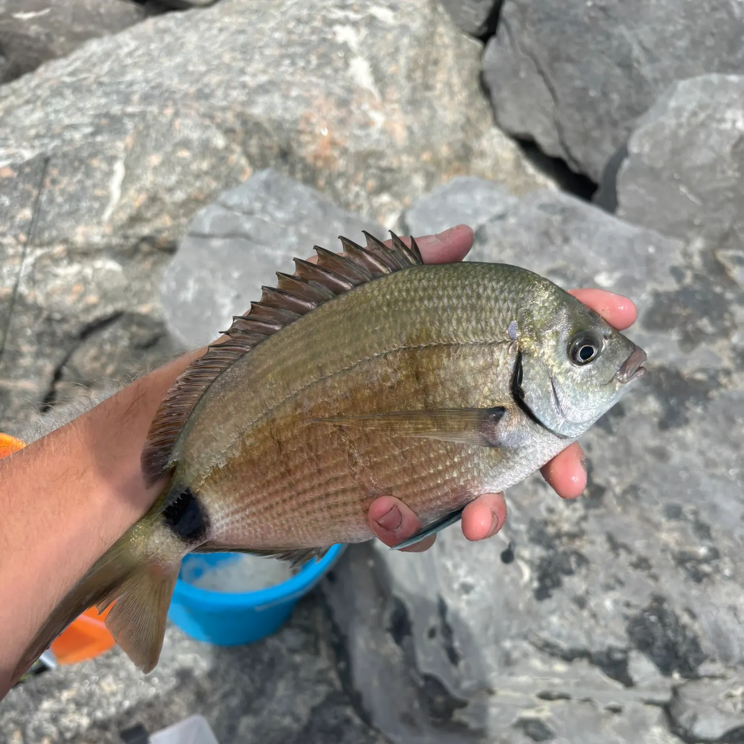 The most recent Spottail seabream catches on Fishbrain