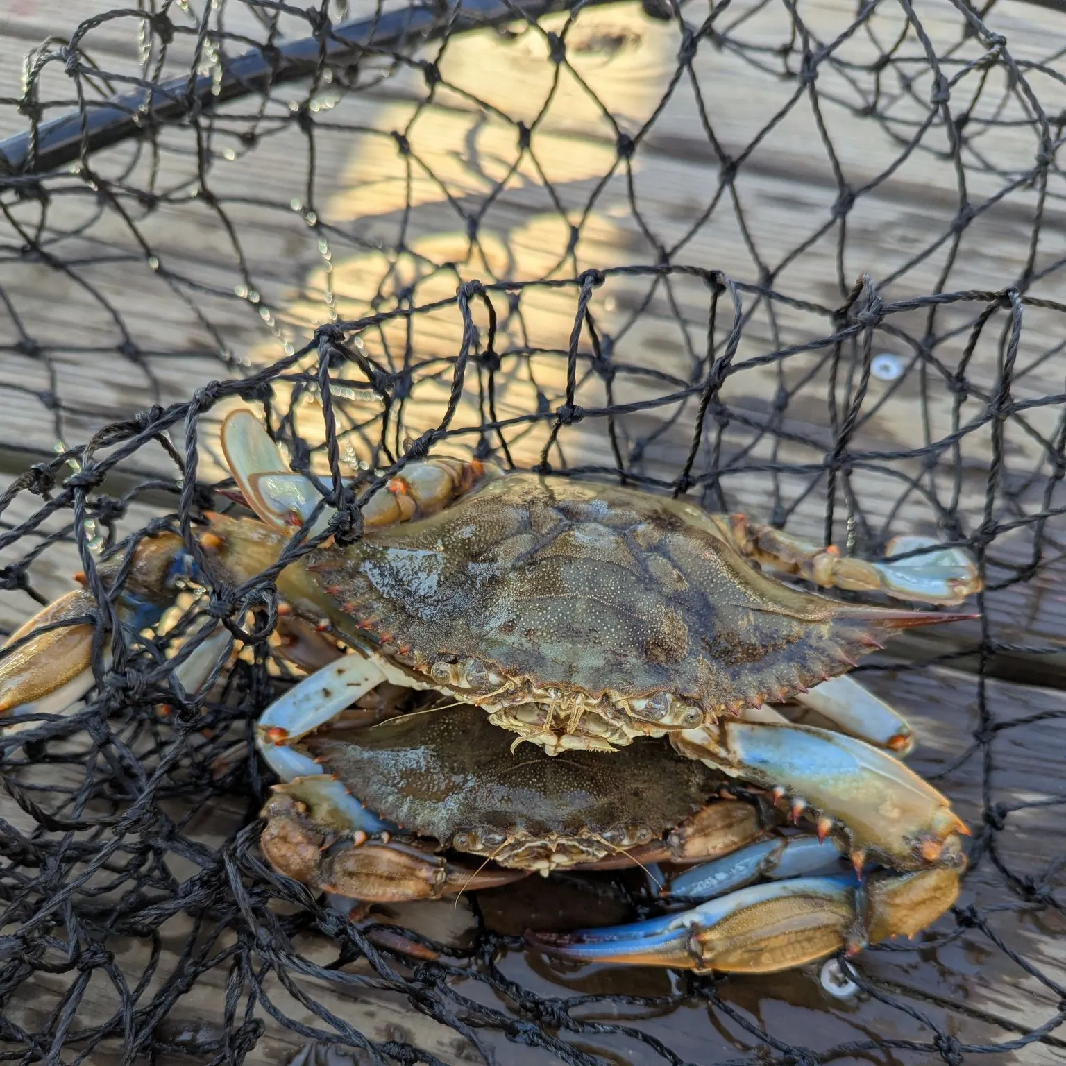 Blue crab caught on Fishbrain