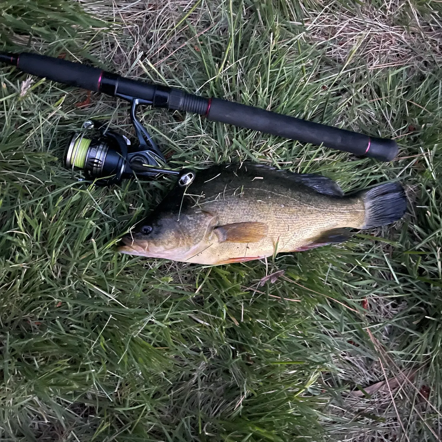 The most recent Golden perch catches on Fishbrain