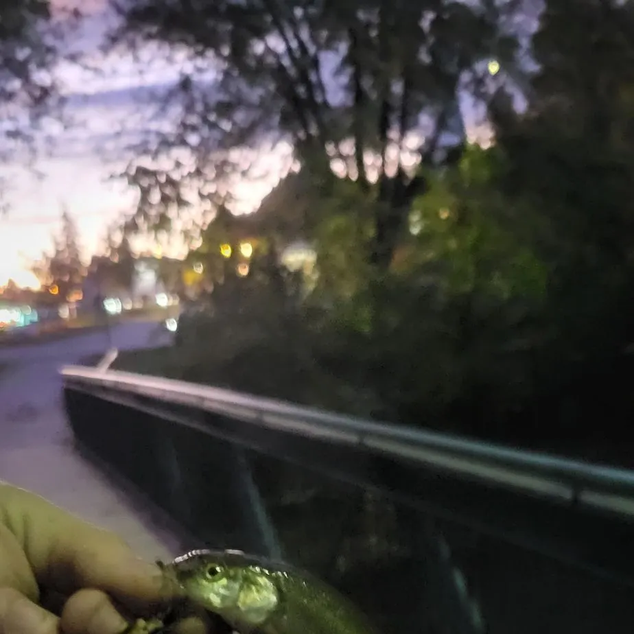 Creek chub caught on Fishbrain
