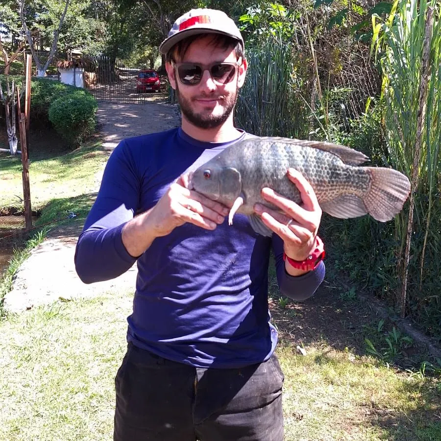 Nile tilapia caught on Fishbrain