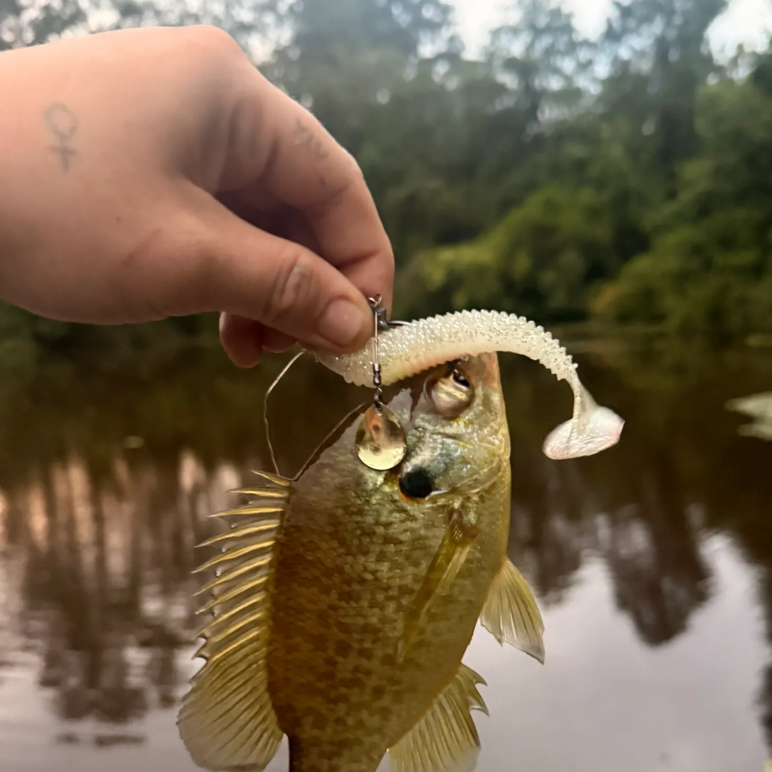 Redear sunfish caught on Fishbrain