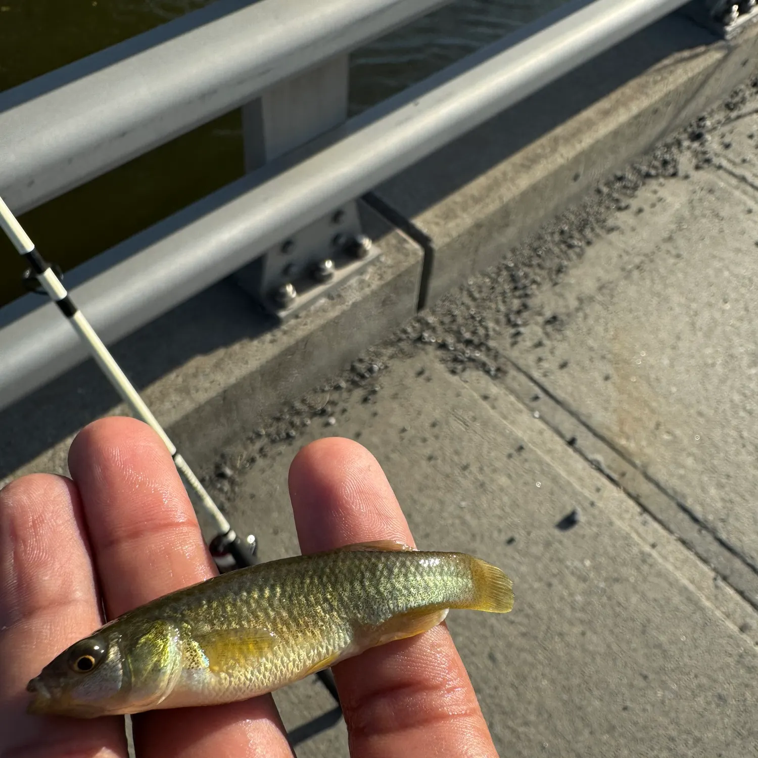 The most recent Mummichog catches on Fishbrain